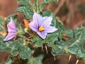 Solanum linnaeanum